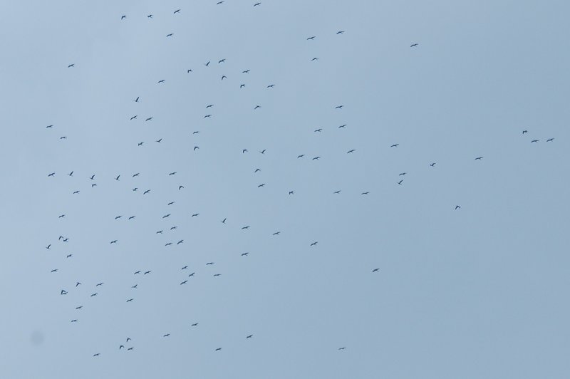 926CorpusBirds926 017.JPG