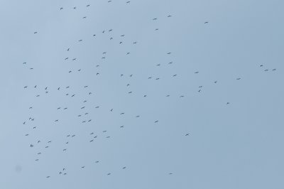 926CorpusBirds926 017.JPG