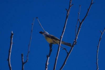 1031ParkChalkB 139.JPG
