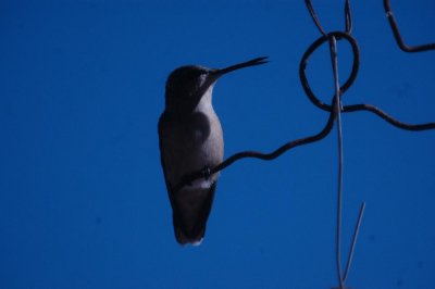 1031ParkChalkB 190.JPG