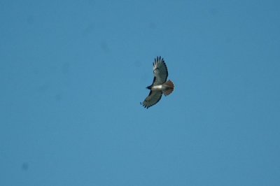 1111fishhatch 079.JPG