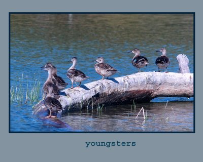 bluewings222.jpg