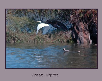 greatEgret222.jpg