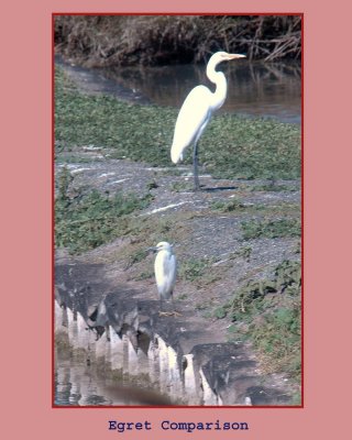 egretcomparison222.jpg