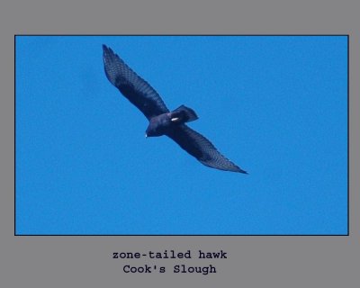 zone-tailed333.jpg