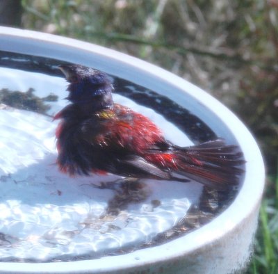 616Painted Bunting 009.JPG