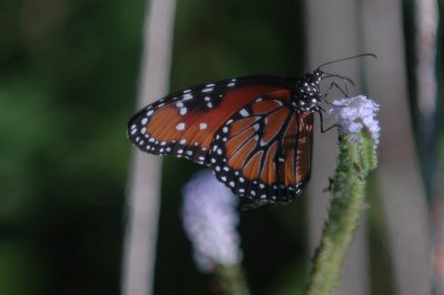 619NuecesStrip 029.JPG