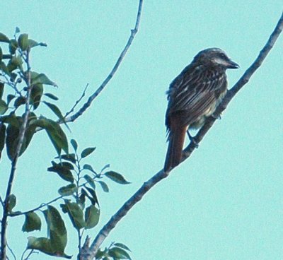 RioGrandeValley71 023.JPG