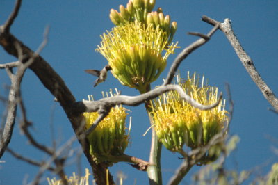 74BigBendNationalPark 033.JPG