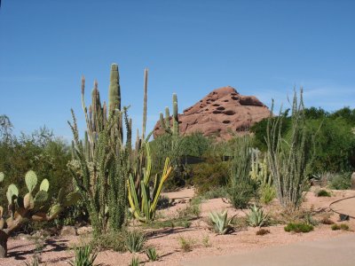 Phoenix Botanical Garden