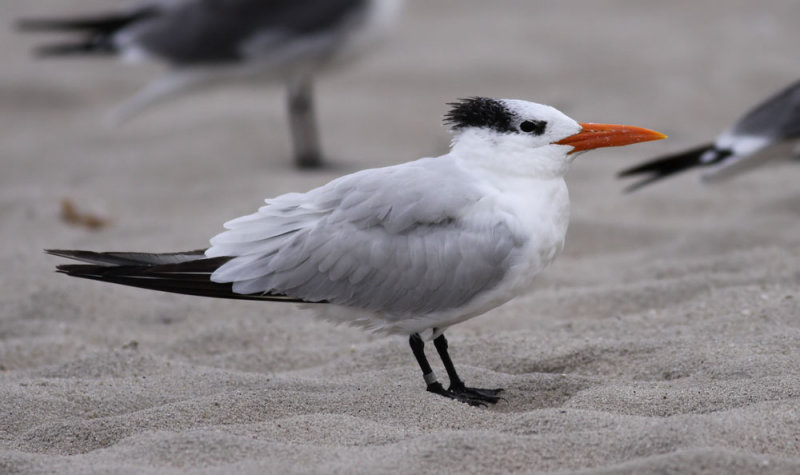 Royal Tern / Kungstrna (Sterna maxima)