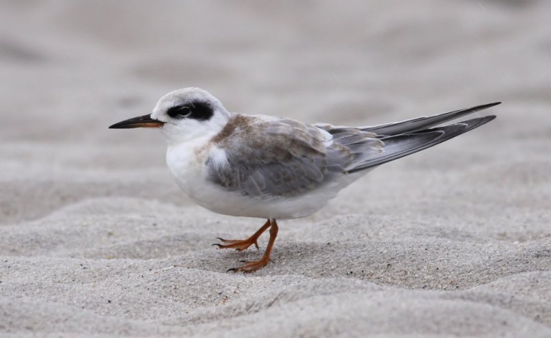 Forsters Tern / Krrtrna (Sterna forsteri)