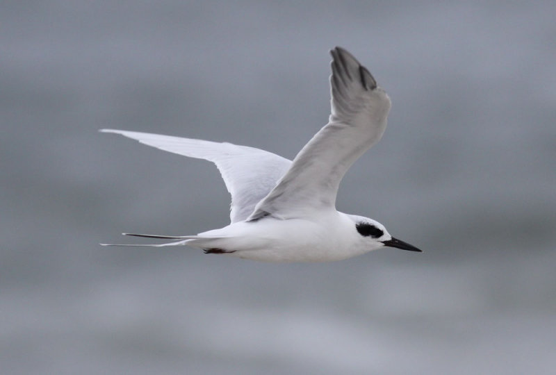 Forsters Tern / Krrtrna (Sterna forsteri)