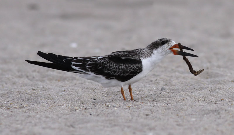 Black Skimmer / Amerikansk saxnbb (Rynchops niger)
