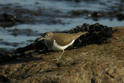 Common Sandpiper / Drillsnppa (Actitis hypoleucos)