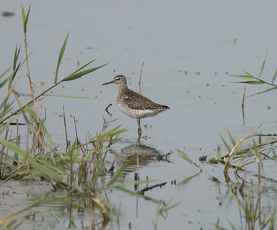 Wood Sandpiper / Grnbena (Tringa glareola)