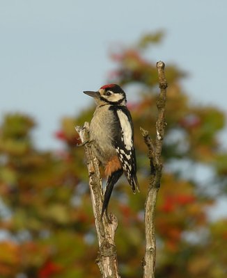 Great Spotted Woodpecker / Strre hackspett (Dendrocopos major)