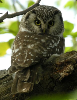 Tengmalm's Owl / Prluggla (Aegolius funereus)