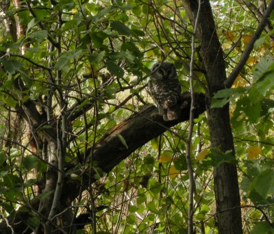 Tengmalm's Owl / Prluggla (Aegolius funereus)