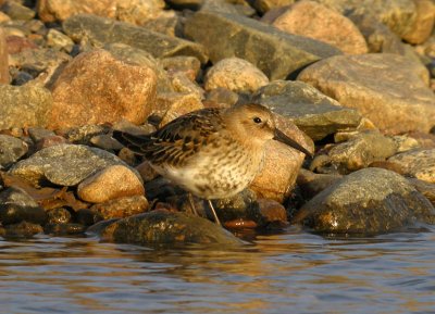 Dunlin / Krrsnppa (Calidris alpina)