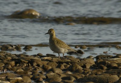 Golden Plover / Ljungpipare (Pluvialis apricaria)