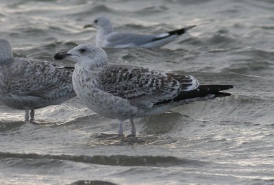 Great Black-backed Gull / Havstrut (Larus marinus)