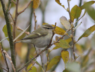 Humes Warbler / Bergstaigasngare (Phylloscopus humei)