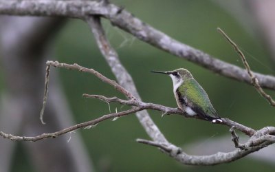Ruby-throated Hummingbird / Rubinkolibri (Archilochus colubris)