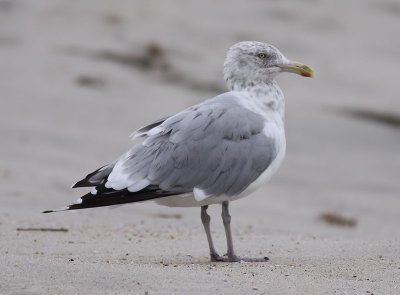 American Herring Gull / Kanadatrut (Larus smithsonianus)