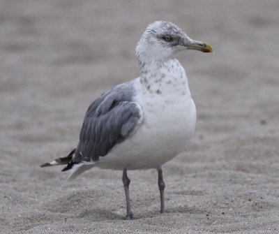 American Herring Gull / Kanadatrut (Larus smithsonianus)