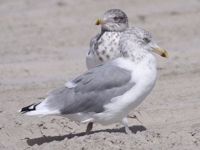 American Herring Gull / Kanadatrut (Larus smithsonianus)