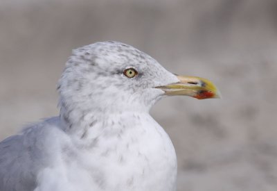 American Herring Gull / Kanadatrut (Larus smithsonianus)