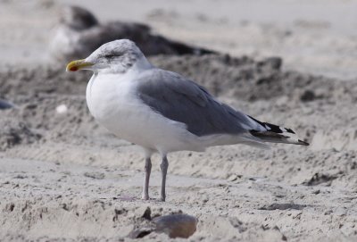American Herring Gull / Kanadatrut (Larus smithsonianus)