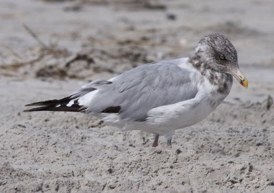 American Herring Gull / Kanadatrut (Larus smithsonianus)