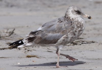 American Herring Gull / Kanadatrut (Larus smithsonianus)