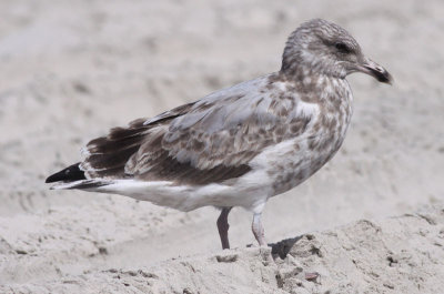 American Herring Gull / Kanadatrut (Larus smithsonianus)