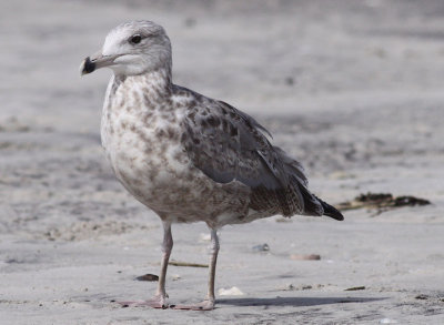 American Herring Gull / Kanadatrut (Larus smithsonianus)