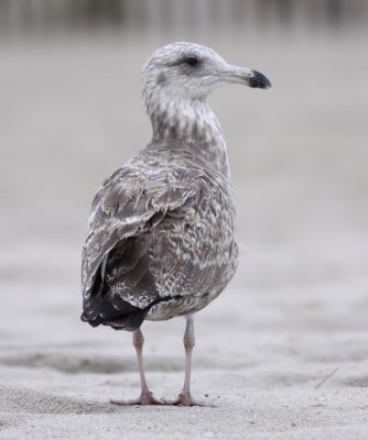 American Herring Gull / Kanadatrut (Larus smithsonianus)