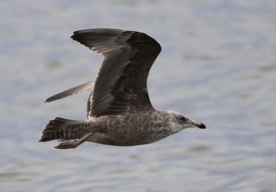 American Herring Gull / Kanadatrut (Larus smithsonianus)