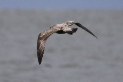 American Herring Gull / Kanadatrut (Larus smithsonianus)