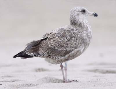 American Herring Gull / Kanadatrut (Larus smithsonianus)