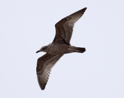 American Herring Gull / Kanadatrut (Larus smithsonianus)