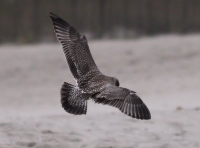 American Herring Gull / Kanadatrut (Larus smithsonianus)
