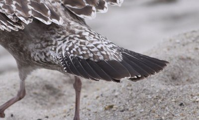 American Herring Gull / Kanadatrut (Larus smithsonianus)