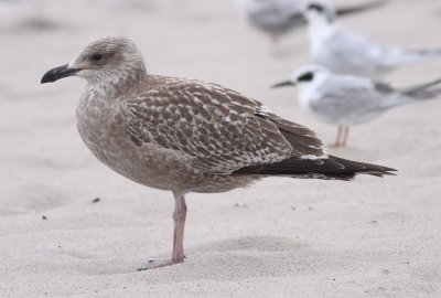 American Herring Gull / Kanadatrut (Larus smithsonianus)