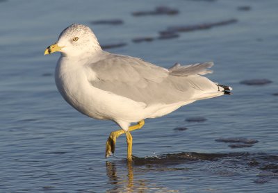 Ring-billed Gull / Ringnbbad ms (Larus delawarensis)