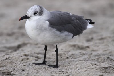 Laughing Gull / Sotvingad ms (Larus atricilla)