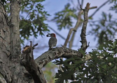 Red-bellied Woodpecker / Karolinaspett (Melanerpes carolinus)