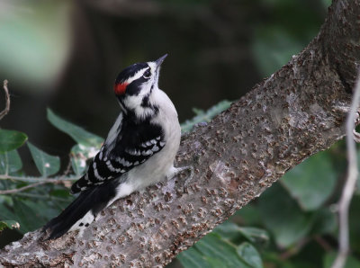 Downy Woodpecker / Dunspett (Picoides pubescens)