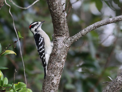 Downy Woodpecker / Dunspett (Picoides pubescens)
